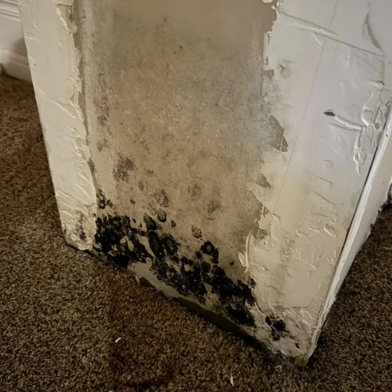 Professional Mold Removal in Colesville, MD